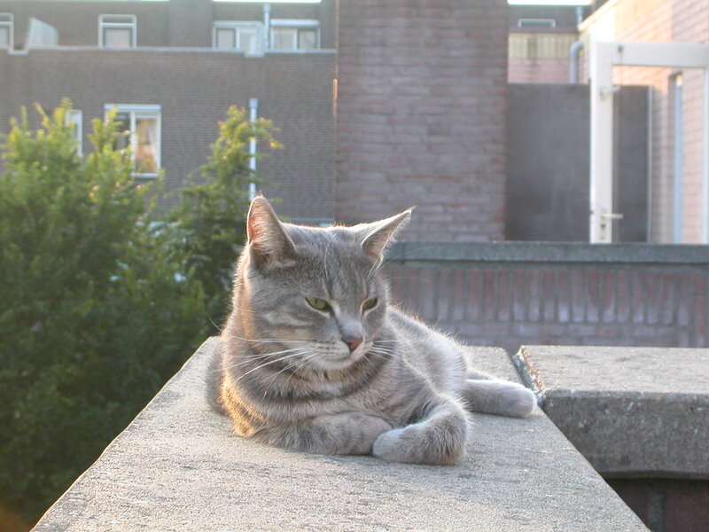 Gray Tabby Cat — Calm, Afternoon, Photograph, Brick Wall