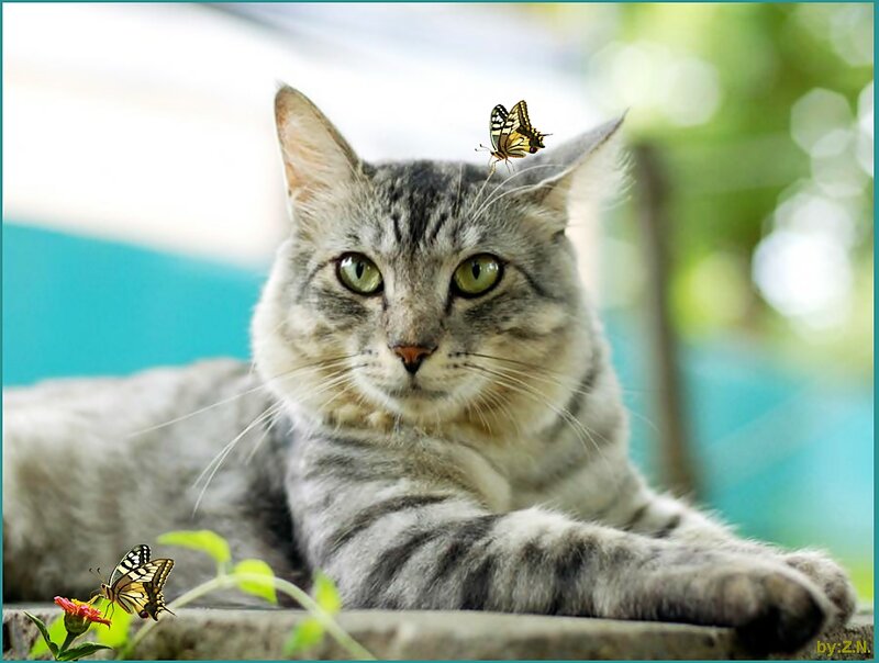 Gray Tabby Cat — Calm, Afternoon, Photograph, Butterfly