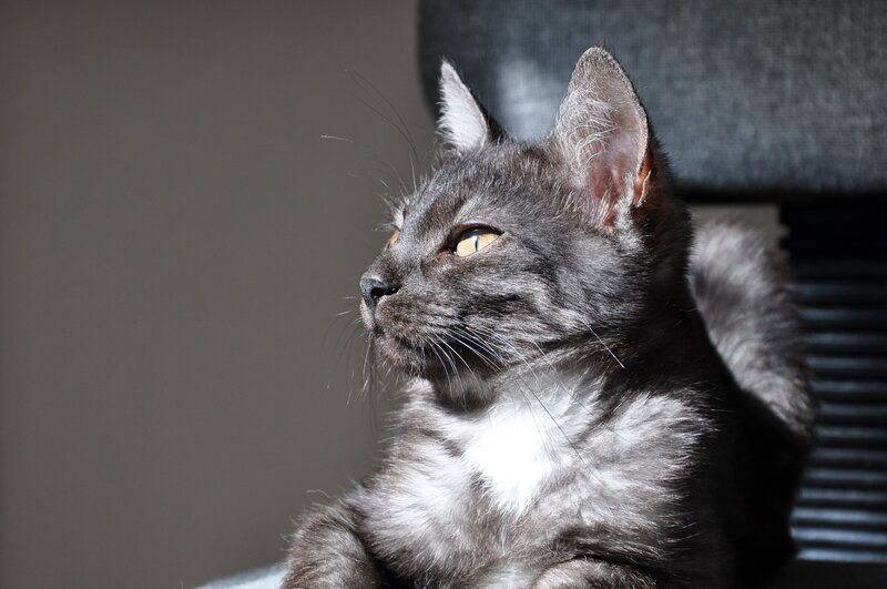 Gray Tabby Cat — Calm, Afternoon, Photograph, Chair, Sunlight