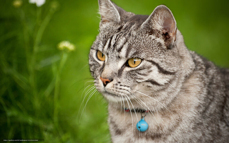 Gray Tabby Cat — Calm, Afternoon, Photograph, Collar, Bell