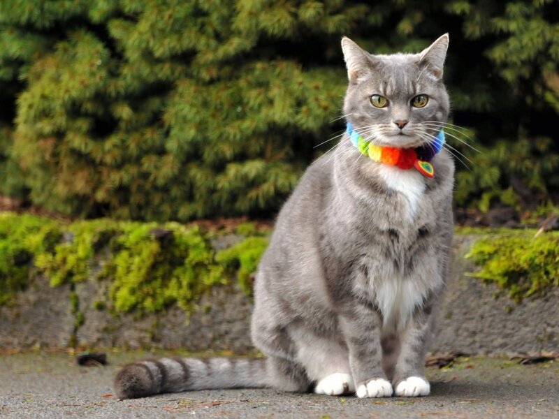 Gray Tabby Cat — Calm, Afternoon, Photograph, Collar, Moss