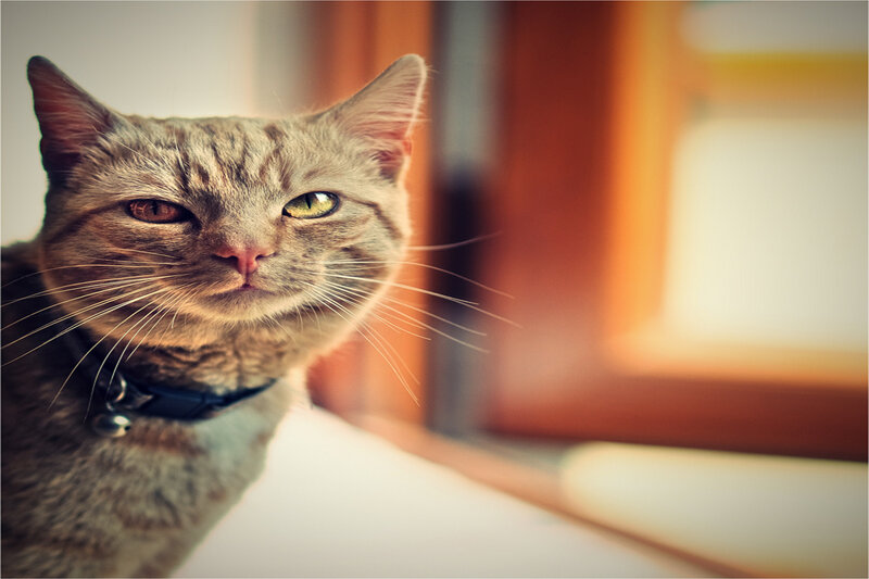 Gray Tabby Cat — Calm, Afternoon, Photograph, Collar