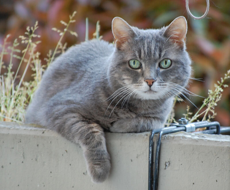 Gray Tabby Cat — Calm, Afternoon, Photograph, Concrete Wall