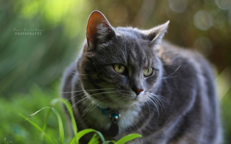 Gray Tabby Cat — Calm, Afternoon, Photograph, Grass, Collar