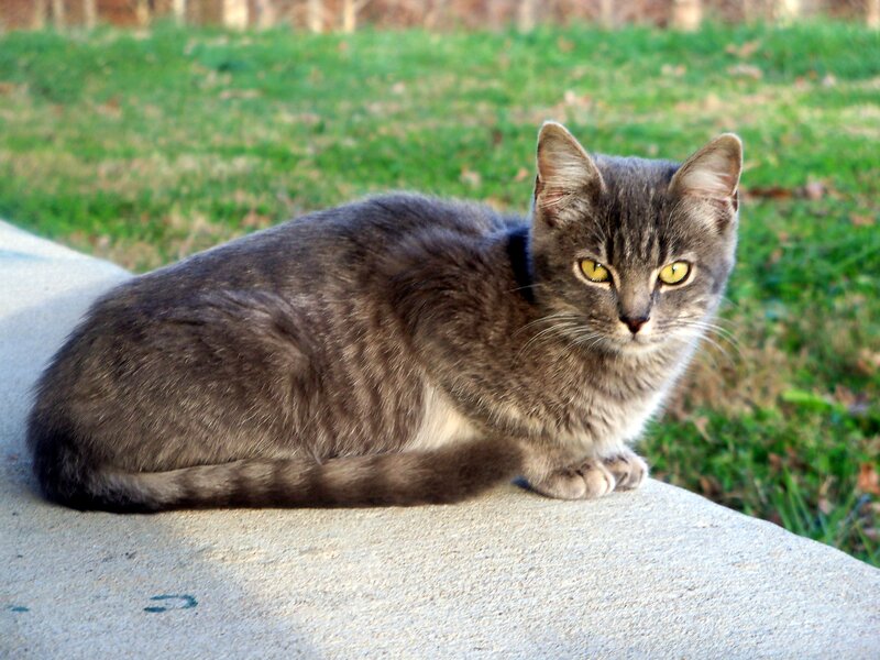 Gray Tabby Cat — Calm, Afternoon, Photograph, Grass, Concrete