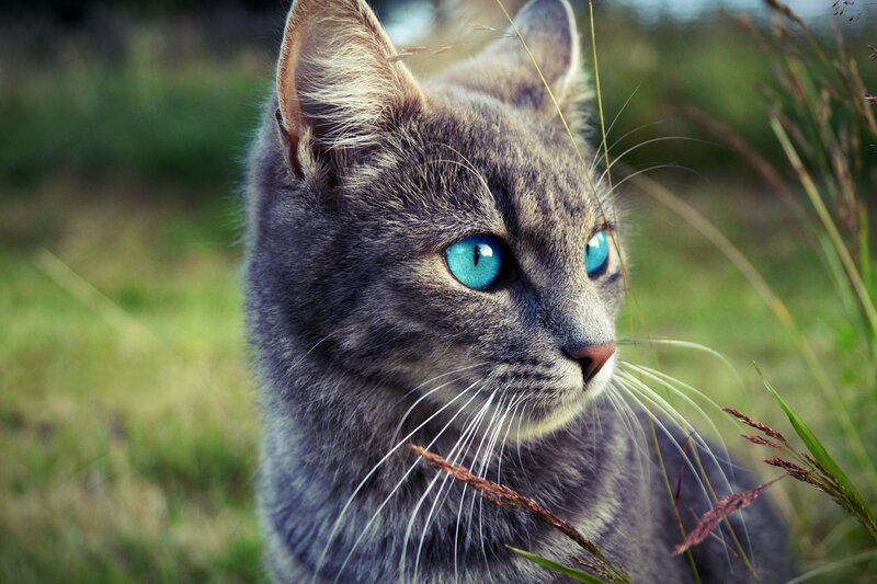 Gray Tabby Cat — Calm, Afternoon, Photograph, Grass, Eyes