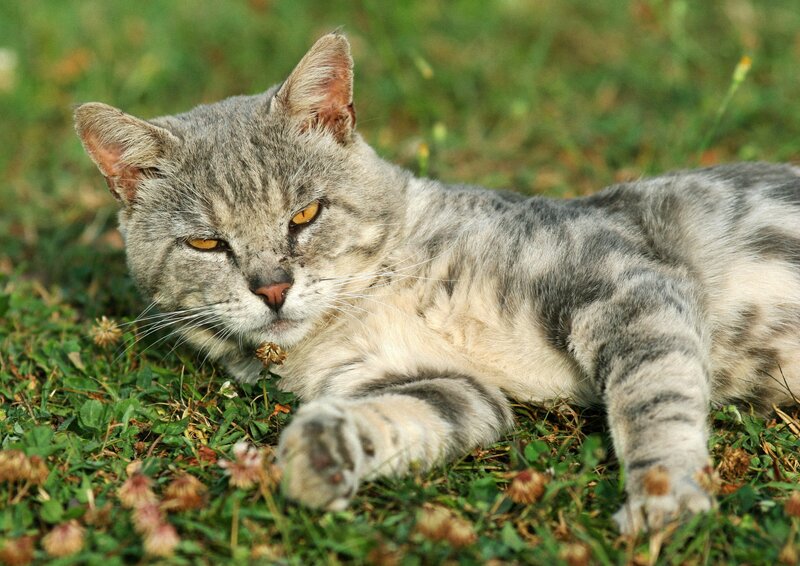 Gray Tabby Cat — Calm, Afternoon, Photograph, Grass