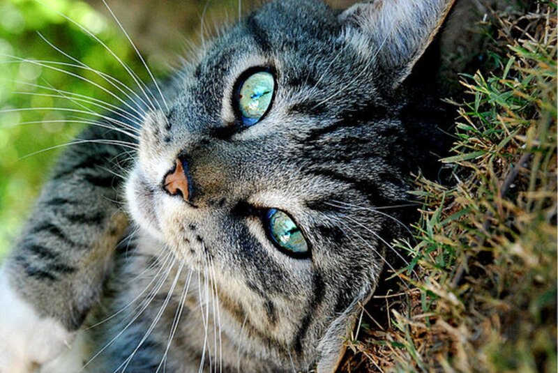 Gray Tabby Cat — Calm, Afternoon, Photograph, Grass, Whiskers, Green