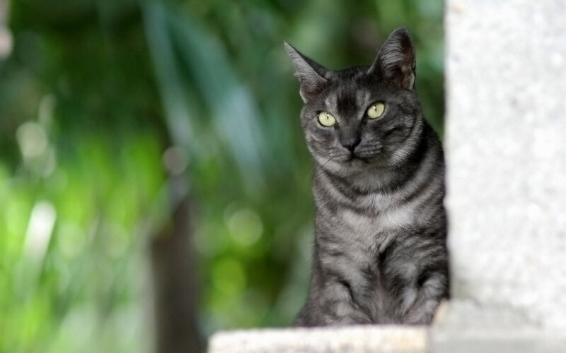 Gray Tabby Cat — Calm, Afternoon, Photograph, Green Foliage, Stone Wall
