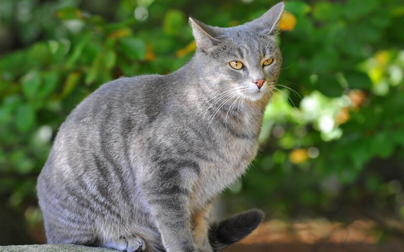 Gray Tabby Cat — Calm, Afternoon, Photograph, Green Leaves, Sunlight