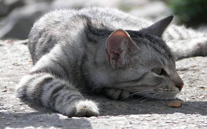 Gray Tabby Cat — Calm, Afternoon, Photograph, Ground, Pebble