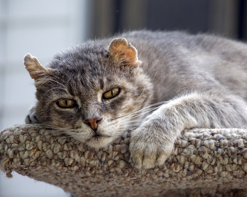 Gray Tabby Cat — Calm, Afternoon, Photograph, Knit Surface