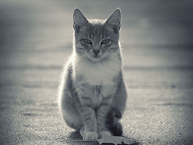 Gray Tabby Cat — Calm, Afternoon, Photograph, Leaf