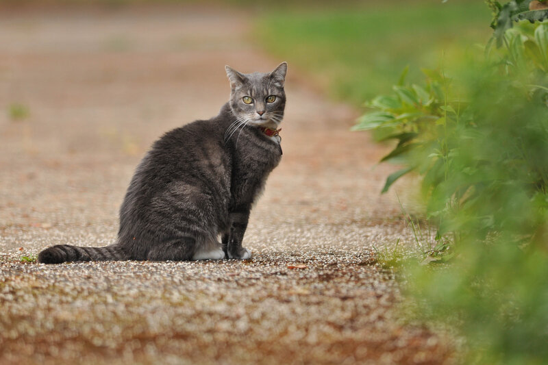 Gray Tabby Cat — Calm, Afternoon, Photograph, Path