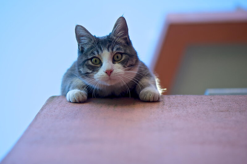 Gray Tabby Cat — Calm, Afternoon, Photograph, Paw