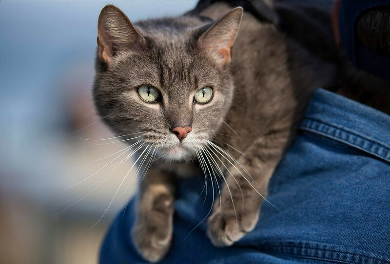 Gray Tabby Cat — Calm, Afternoon, Photograph, Person