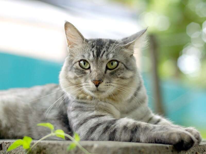 Gray Tabby Cat — Calm, Afternoon, Photograph, Plant
