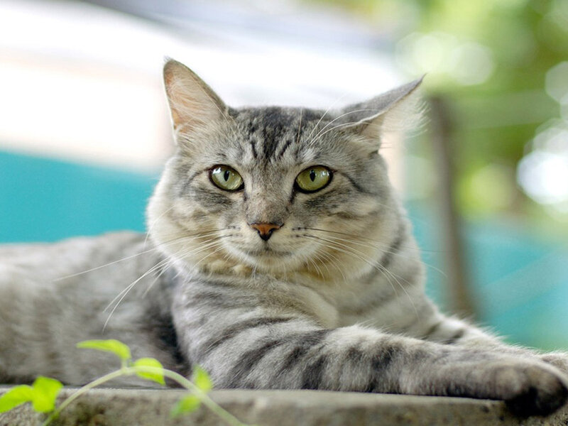 Gray Tabby Cat — Calm, Afternoon, Photograph, Plant, Wall
