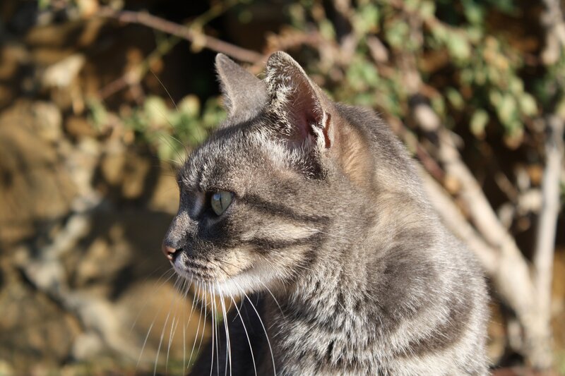 Gray Tabby Cat — Calm, Afternoon, Photograph, Plants
