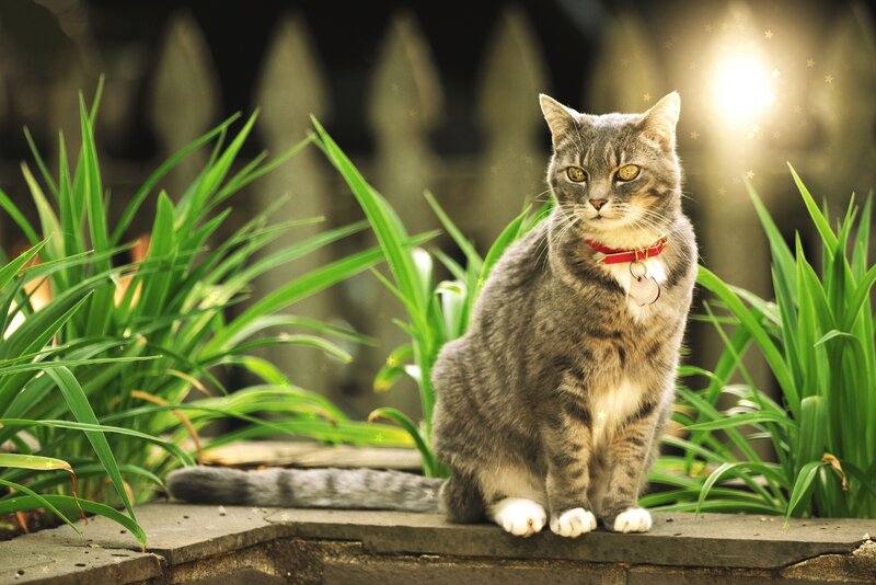 Gray Tabby Cat — Calm, Afternoon, Photograph, Red Collar