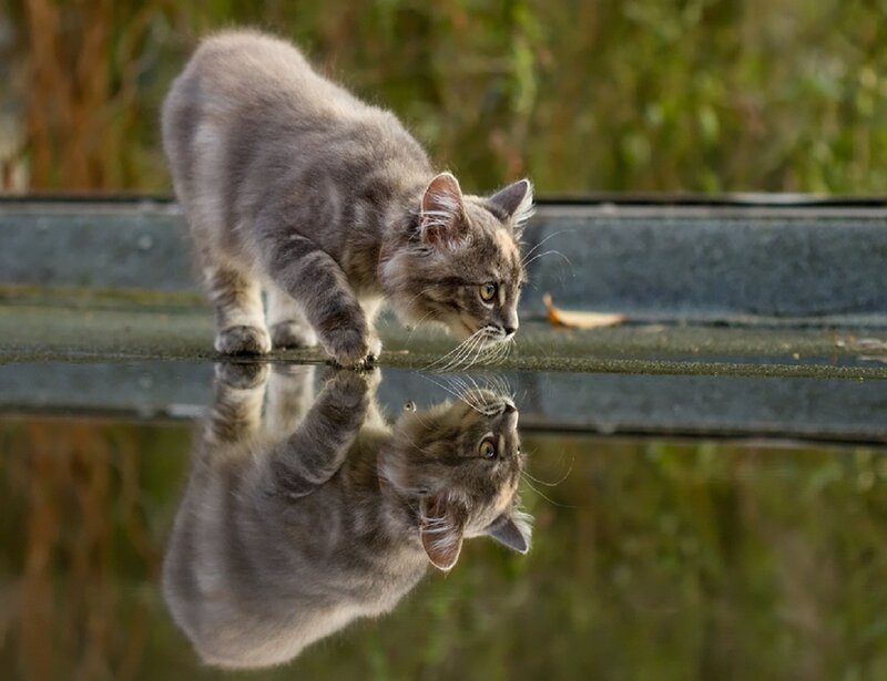 Gray Tabby Cat — Calm, Afternoon, Photograph, Reflection