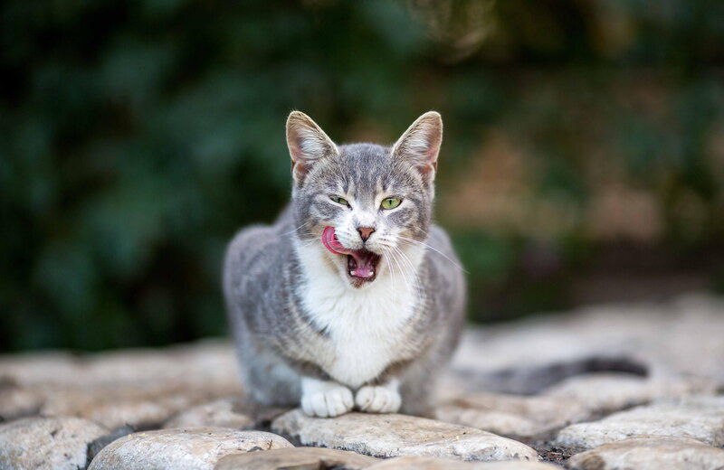 Gray Tabby Cat — Calm, Afternoon, Photograph, Rock