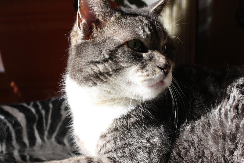 Gray Tabby Cat — Calm, Afternoon, Photograph, Sunlight
