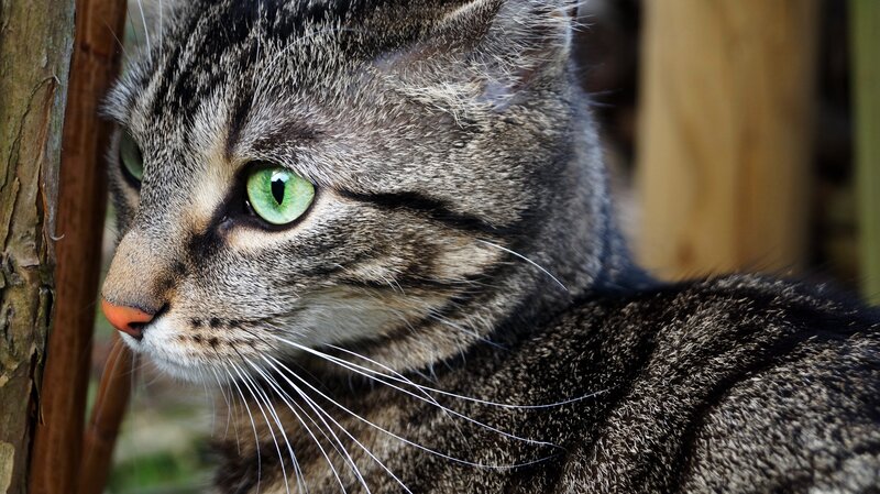 Gray Tabby Cat — Calm, Afternoon, Photograph, Tree Trunk