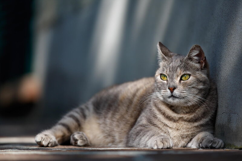 Gray Tabby Cat — Calm, Afternoon, Photograph, Wall