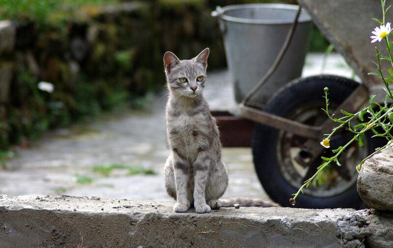 Gray Tabby Cat — Calm, Afternoon, Photograph, Wheelbarrow