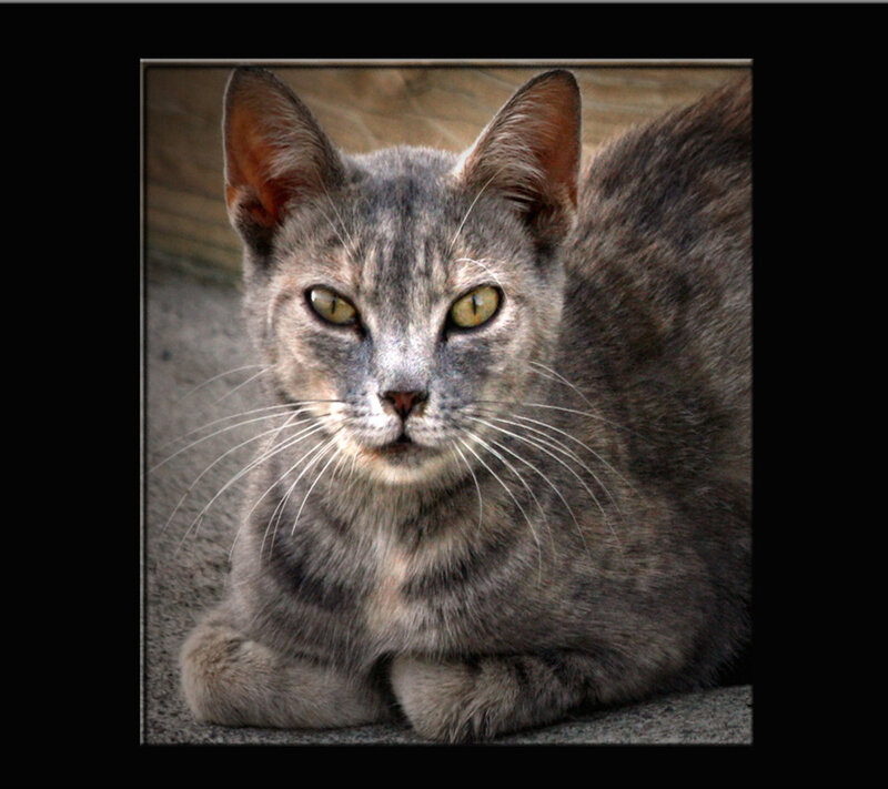 Gray Tabby Cat — Calm, Afternoon, Photograph, Whiskers, Eyes, Concrete