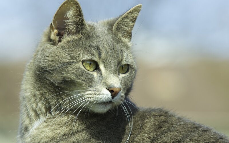Gray Tabby Cat — Calm, Afternoon, Photograph, Whiskers, Eyes, Ears