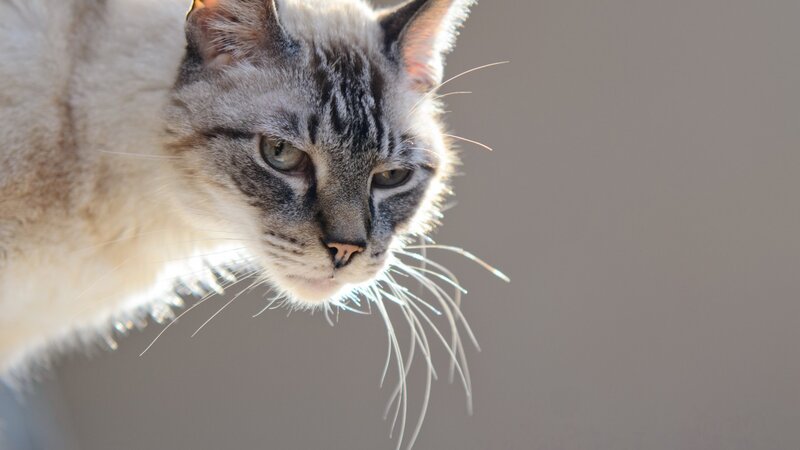Gray Tabby Cat — Calm, Afternoon, Photograph, Whiskers, Eyes