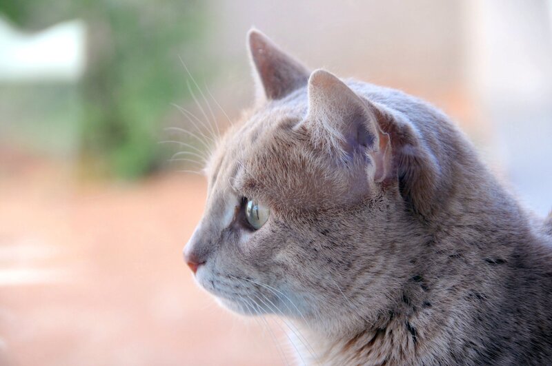 Gray Tabby Cat — Calm, Afternoon, Photograph, Whiskers