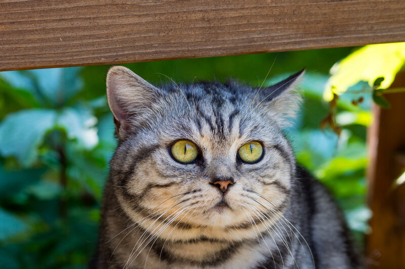 Gray Tabby Cat — Calm, Afternoon, Photograph, Wooden Beam