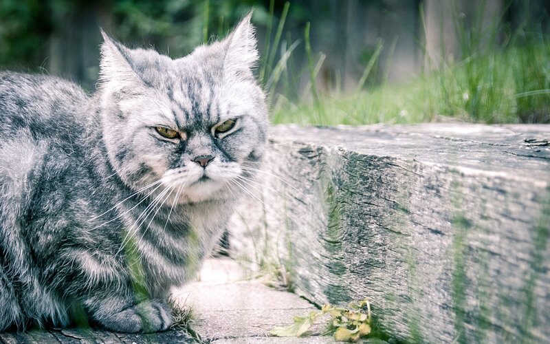 Gray Tabby Cat — Calm, Afternoon, Photograph, Wooden Log