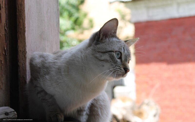 Gray Tabby Cat — Calm, Afternoon, Photograph, Wooden Post, Brick Wall