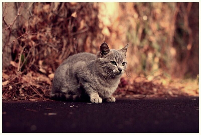 Gray Tabby Cat — Calm, Autumn, Photograph, Leaves