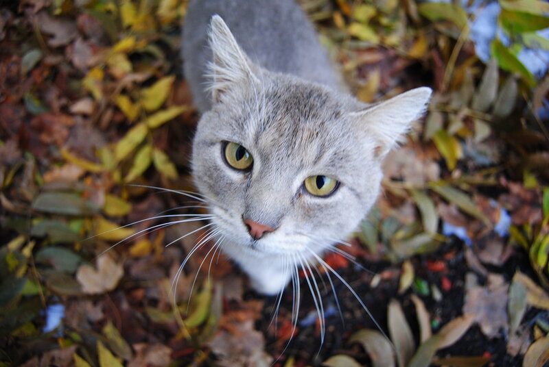 Gray Tabby Cat — Calm, Autumn, Photograph, Leaves, Whiskers