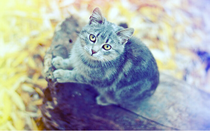 Gray Tabby Cat — Calm, Autumn, Photograph, Log
