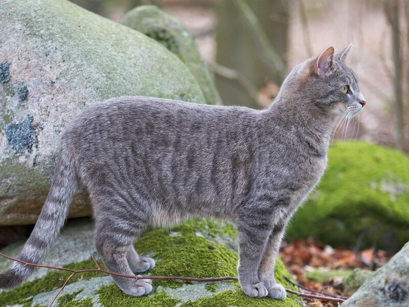 Gray Tabby Cat — Calm, Autumn, Photograph, Rocks
