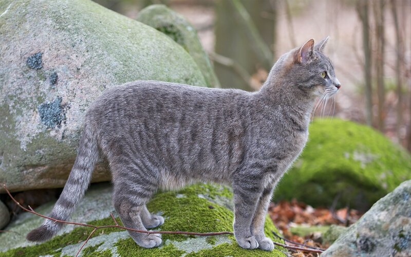 Gray Tabby Cat — Calm, Autumn, Photograph
