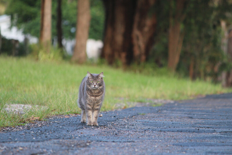 Gray Tabby Cat — Calm, Morning, Photograph, Road