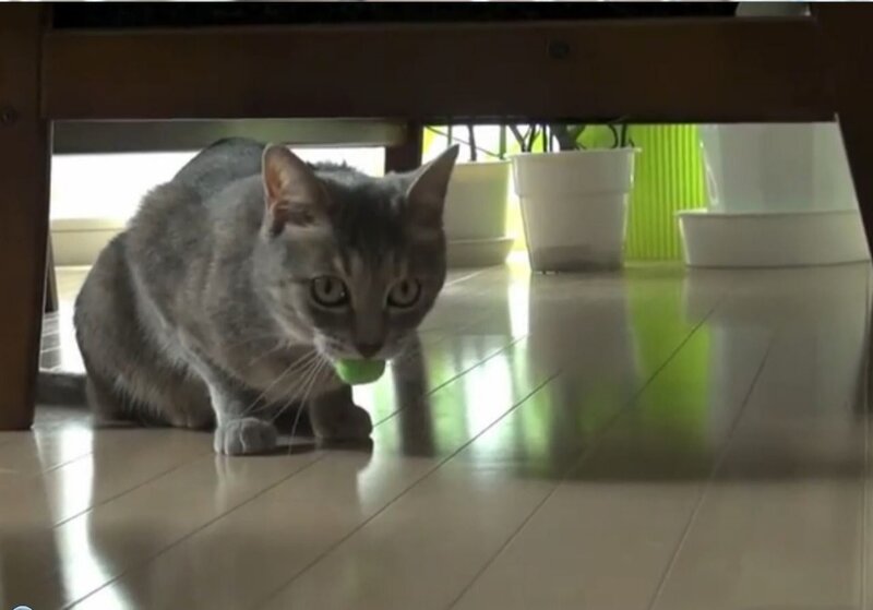 Gray Tabby Cat — Calm, Morning, Photograph