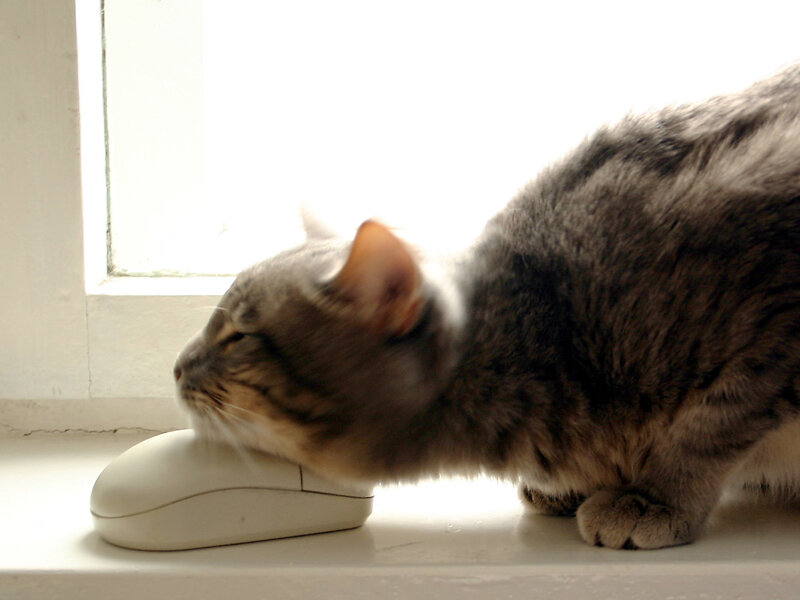 Gray Tabby Cat — Calm, Morning