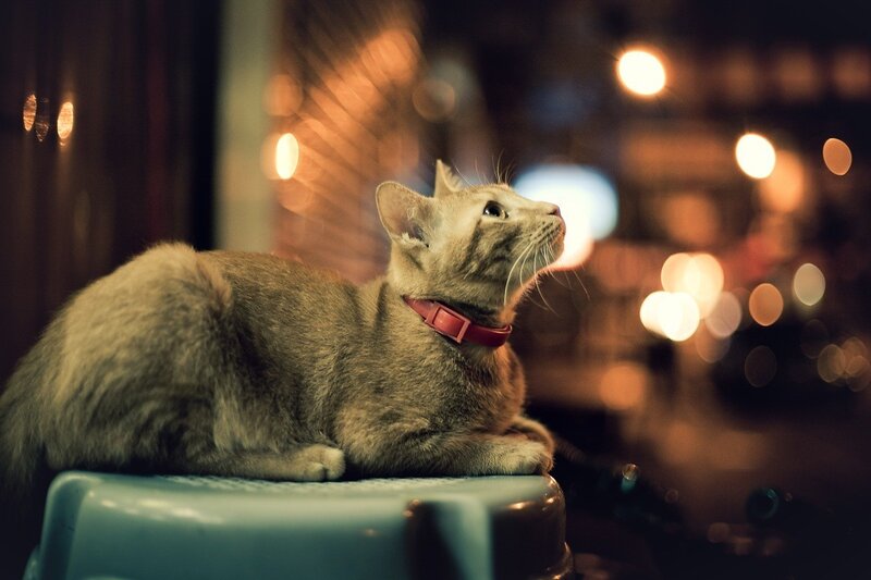 Gray Tabby Cat — Calm, Night, Photograph, Collar