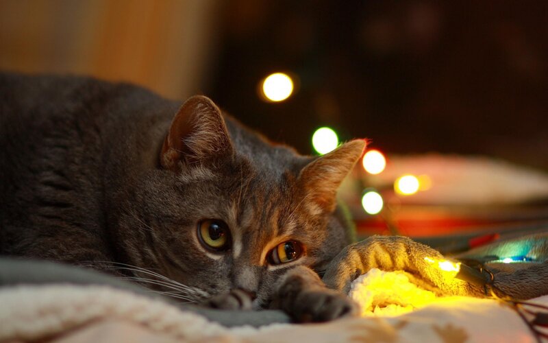 Gray Tabby Cat — Calm, Night, Photograph, Lights