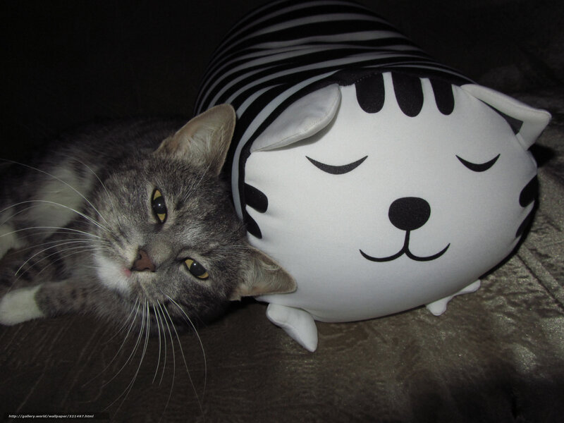 Gray Tabby Cat — Calm, Night, Photograph, Stuffed Animal