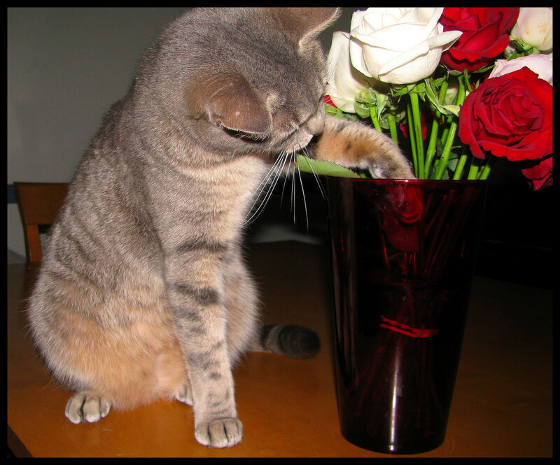 Gray Tabby Cat — Calm, Night, Photograph