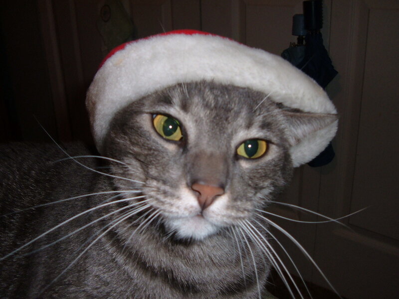 Gray Tabby Cat — Calm, Night